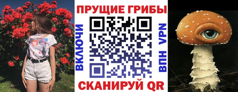 Псилоцибиновые грибы мицелий  darknet наркотические препараты  Отрадное  сколько стоит 